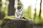 kitten