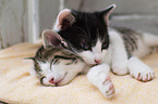 kitten