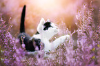 kitten
