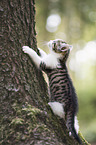kitten