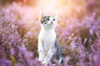 kitten