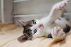 kitten