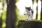 kitten