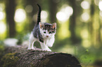 kitten