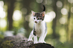 kitten