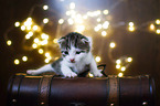 Kitten