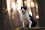 cat