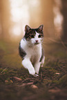 cat