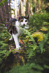 cat