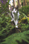 cat