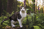 cat