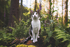 cat