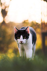 cat