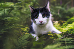 cat