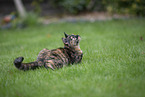 cat