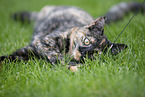 cat