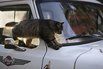 cat