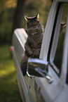 cat