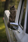 cat