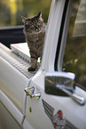 cat