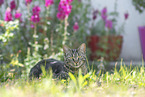 cat