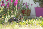 cat