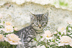kitten