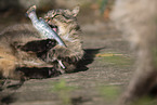 cat