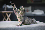 cat