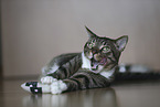 cat