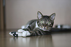 cat
