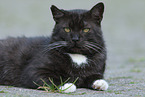 cat
