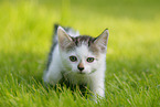 kitten