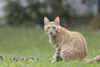 cat