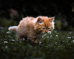 kitten