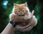 kitten