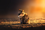 cat