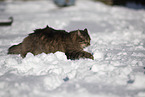 Cat in snow