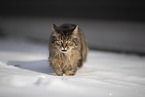 Cat in snow