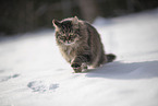 Cat in snow
