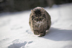 Cat in snow