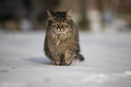 Cat in snow