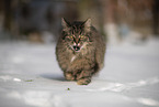 Cat in snow