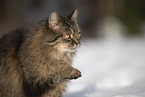 Cat in snow