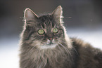 Cat in snow