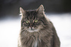Cat in snow