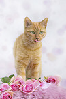 red cat