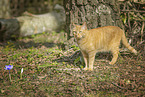 red cat
