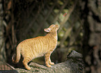 red cat