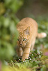 red cat